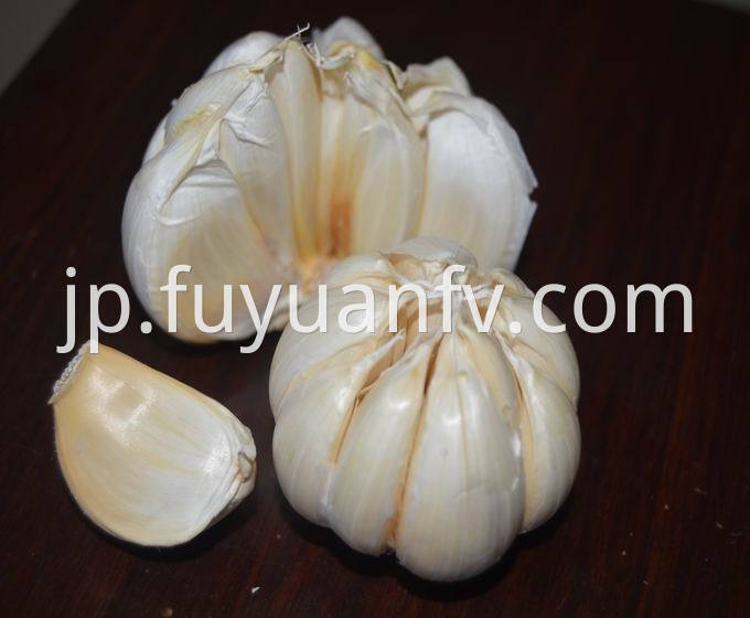 garlic to south africa market